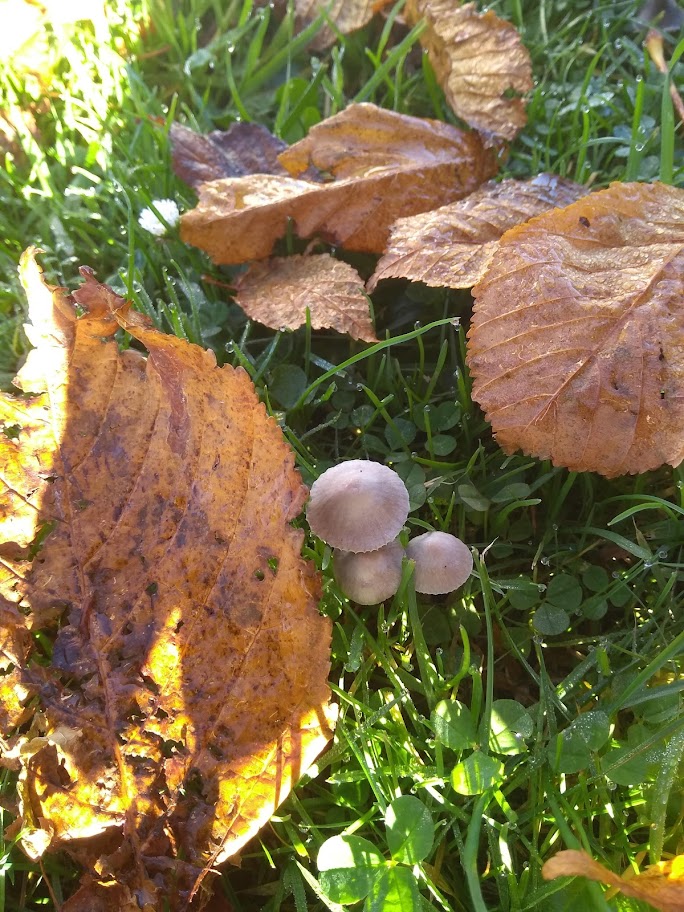 We vonden 1 kastanje en paddenstoelen